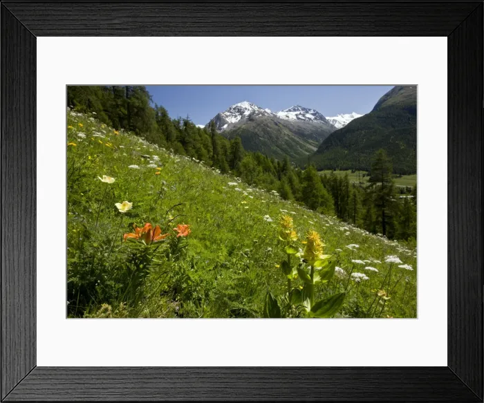 Framed Print : Beautiful flowery alpine hillside - with Orange Lilies - Yellow Gentians - above Pontresina - Engadin - Swiss Alps Framed Print : Beautiful flowery alpine hillside - with Orange Lilies - Yellow Gentians - above Pontresina - Engadin - Swiss Alps