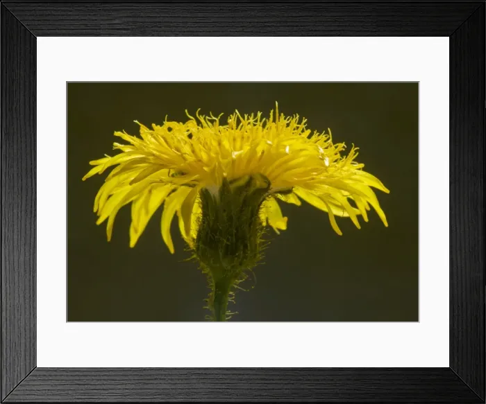 Framed Print : Perennial Sow-thistle - against the light, showing abundant yellow glandular hairs. Dorset Framed Print : Perennial Sow-thistle - against the light, showing abundant yellow glandular hairs. Dorset