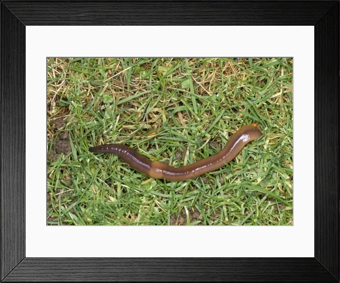 Framed Print : Earthworm SPH 969 Tail in burrow, UK. Lumbricus terrestris © Steve Hopkin / ARDEA LONDON Framed Print : Earthworm SPH 969 Tail in burrow, UK. Lumbricus terrestris © Steve Hopkin / ARDEA LONDON