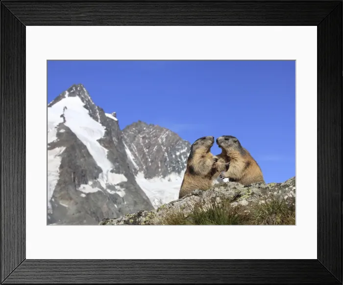 Framed Print : Alpine Marmot - two together - Europe Framed Print : Alpine Marmot - two together - Europe
