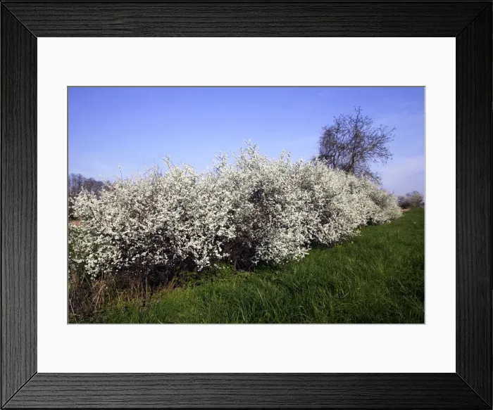 Framed Print : Blackthorn - in blossom Framed Print : Blackthorn - in blossom