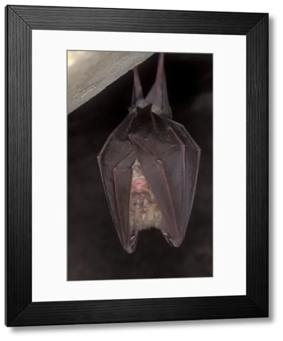 Framed Print : Greater Horseshoe Bat - hibernation at cave - Argonne - France Framed Print : Greater Horseshoe Bat - hibernation at cave - Argonne - France
