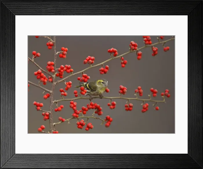 Framed Print : Siskin. Scotland Framed Print : Siskin. Scotland