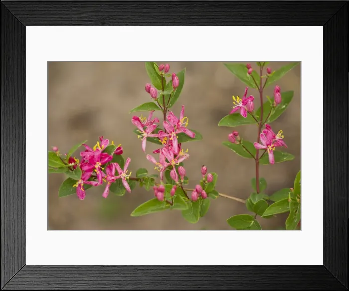 Framed Print : Tatarian Honeysuckle - native to eastern Russia, but widely naturalised Framed Print : Tatarian Honeysuckle - native to eastern Russia, but widely naturalised