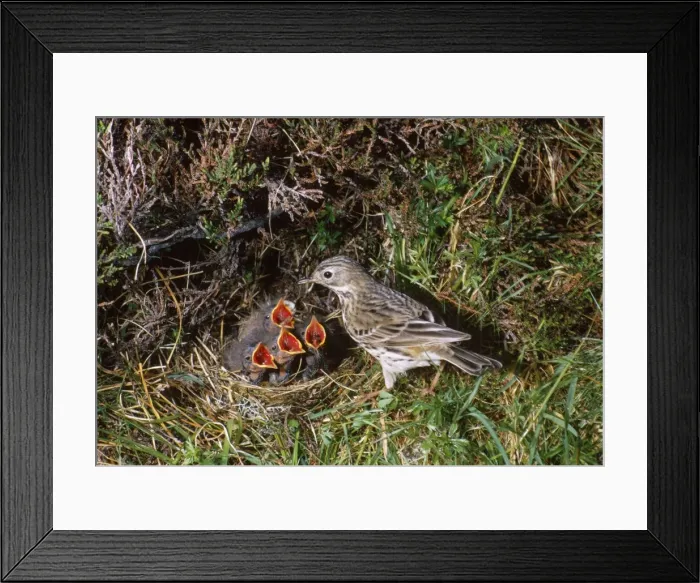Framed Print : Meadow Pipit - at nest with hungry chicks Framed Print : Meadow Pipit - at nest with hungry chicks