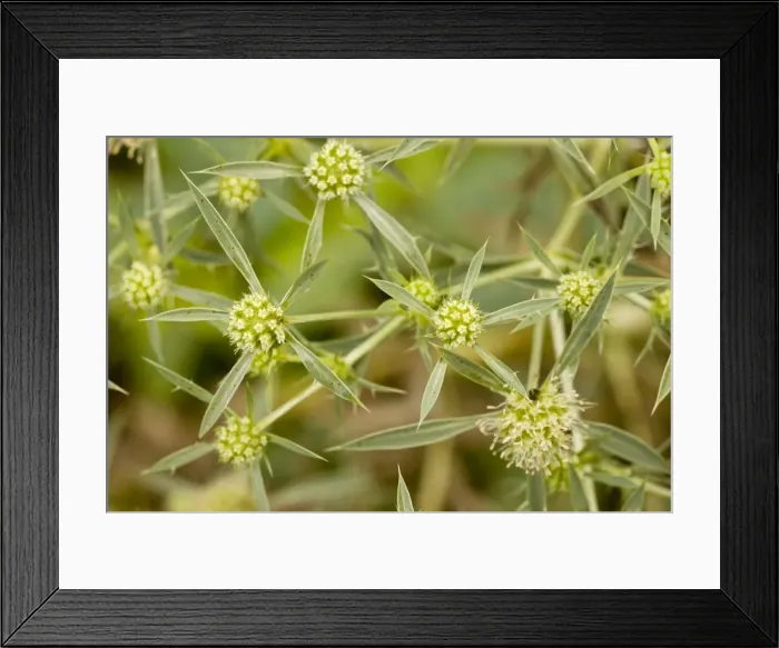 Framed Print : Field Eryngo - in flower; rare plant in UK Framed Print : Field Eryngo - in flower; rare plant in UK