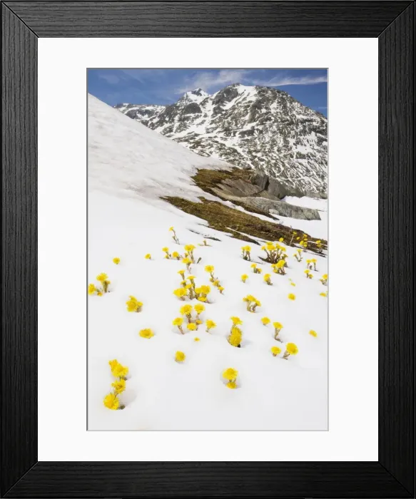 Framed Print : Mass of Coltsfoot - coming up through fresh snow, Swiss Alps Framed Print : Mass of Coltsfoot - coming up through fresh snow, Swiss Alps