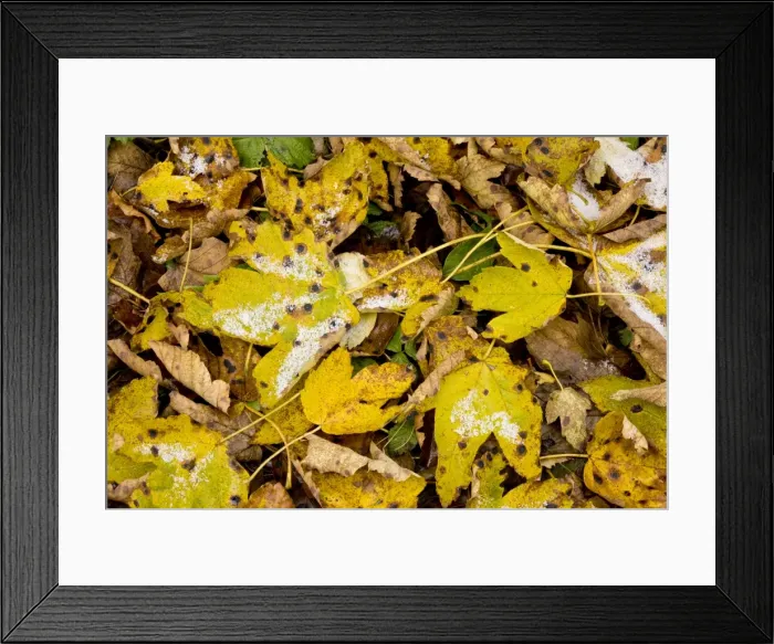 Framed Print : Fallen Sycamore leaves with tar-spot fungus and light snow fall Framed Print : Fallen Sycamore leaves with tar-spot fungus and light snow fall