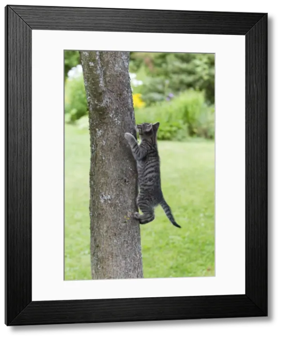 Framed Print : Cat - kitten climbing tree trunk - Lower Saxony - Germany Framed Print : Cat - kitten climbing tree trunk - Lower Saxony - Germany