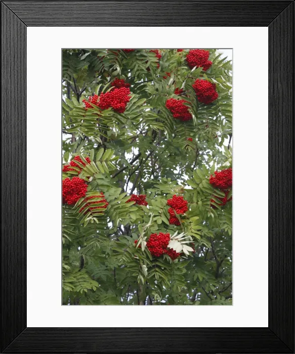 Framed Print : Rowan / European Rowan / Mountain ash / European mountain ash - with red berries Framed Print : Rowan / European Rowan / Mountain ash / European mountain ash - with red berries