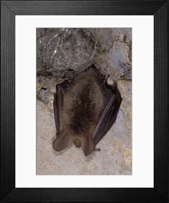Framed Print : Bechstein's Bat - hibernation at cave - the Ardennes - Belgium
