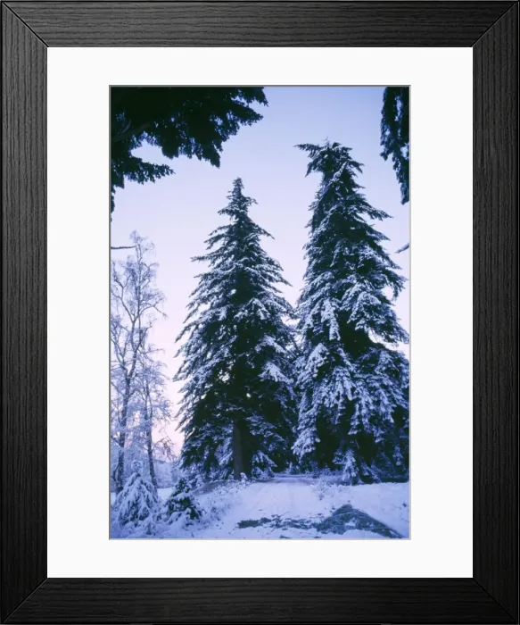 Framed Print : Douglas Firs in snow - Guischan Estate, Invernessshire, Scotland Framed Print : Douglas Firs in snow - Guischan Estate, Invernessshire, Scotland