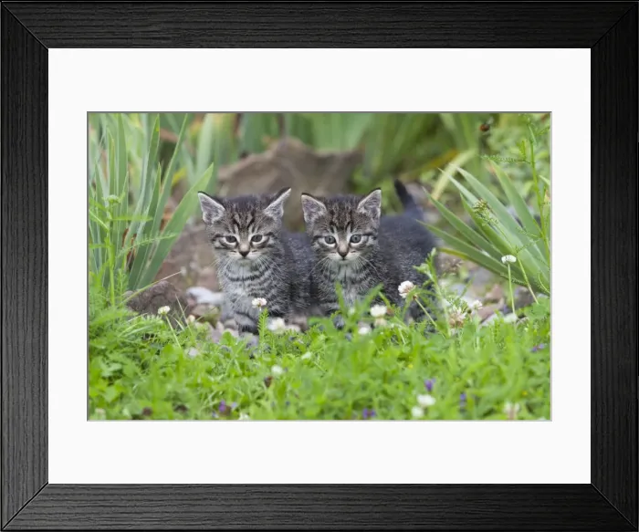 Framed Print : Cat - two kittens alert - in garden - Lower Saxony - Germany Framed Print : Cat - two kittens alert - in garden - Lower Saxony - Germany