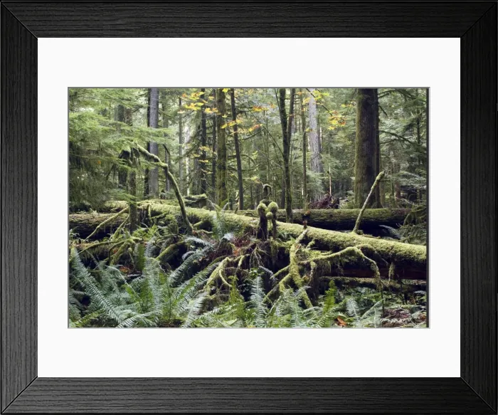Framed Print : Temperate rainforest. Cathedral Grove Princess Royal Island - British Columbia - Canada Framed Print : Temperate rainforest. Cathedral Grove Princess Royal Island - British Columbia - Canada