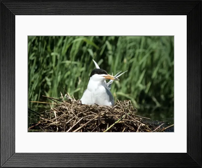 Framed Print : Tern Forster's - female on nest Framed Print : Tern Forster's - female on nest