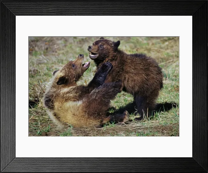 Framed Print : Grizzly Bear TOM 595 Cubs playing (wrestling) in spring near Yellowstone (Greater Yellowstone ecosystem), Wyoming. Ursus arctos © Tom & Pat Leeson / ardea. com Framed Print : Grizzly Bear TOM 595 Cubs playing (wrestling) in spring near Yellowstone (Greater Yellowstone ecosystem), Wyoming. Ursus arctos © Tom & Pat Leeson / ardea. com