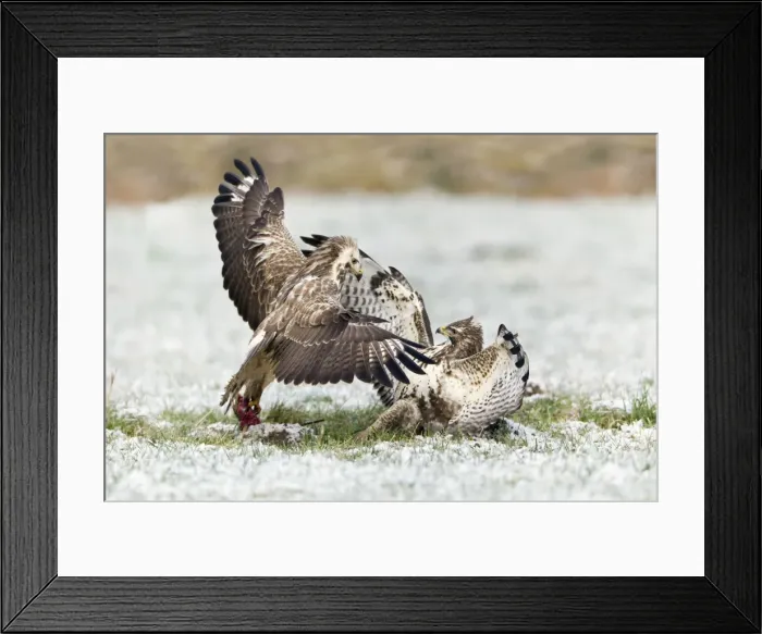 Framed Print : Common Buzzard - two fighting over food in winter - Lower Saxony - Germany Framed Print : Common Buzzard - two fighting over food in winter - Lower Saxony - Germany