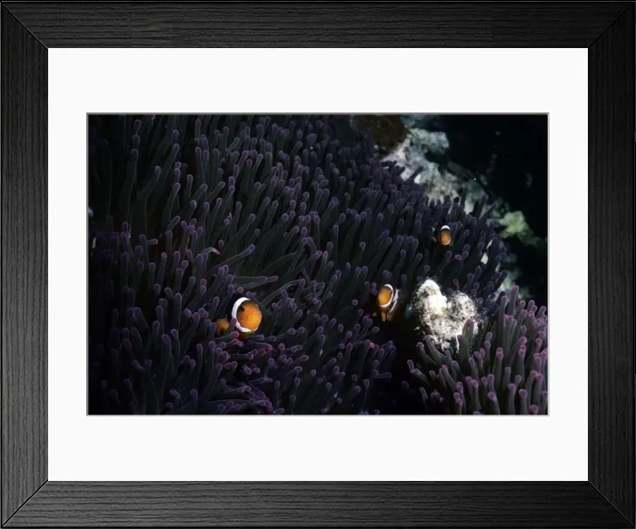 Framed Print : Clown FIsh - Malaysia Framed Print : Clown FIsh - Malaysia