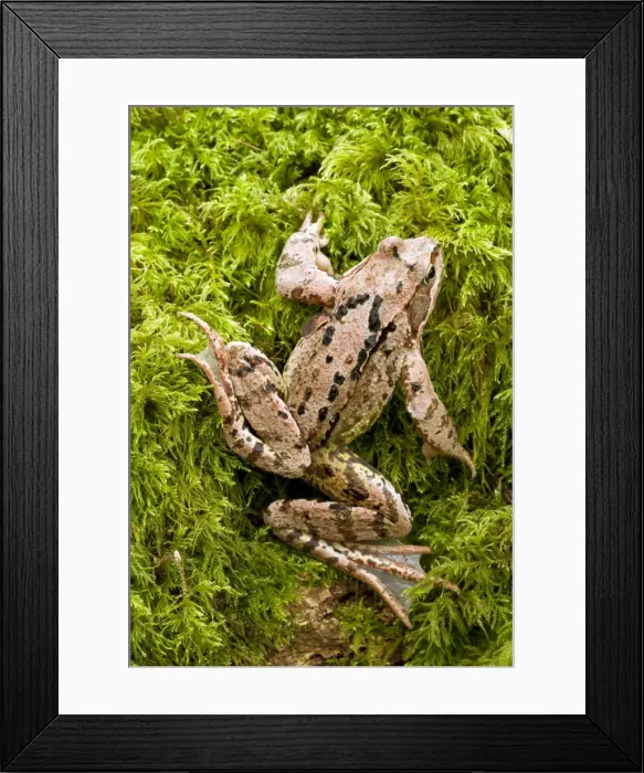 Framed Print : Common Frog - on mossy log in old woodland - Wiltshire - UK Framed Print : Common Frog - on mossy log in old woodland - Wiltshire - UK