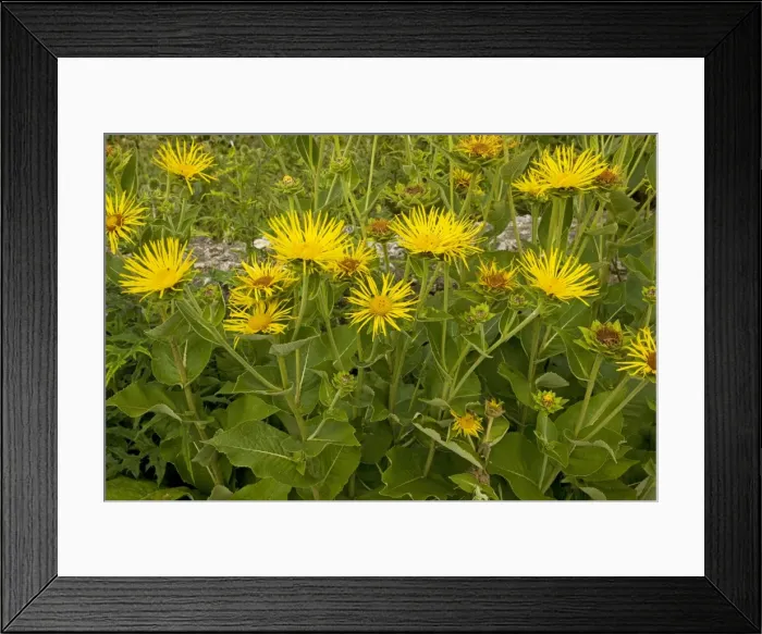 Framed Print : Elecampane - growing in garden; used as a medicinal and ornamental plant. Dorset Framed Print : Elecampane - growing in garden; used as a medicinal and ornamental plant. Dorset