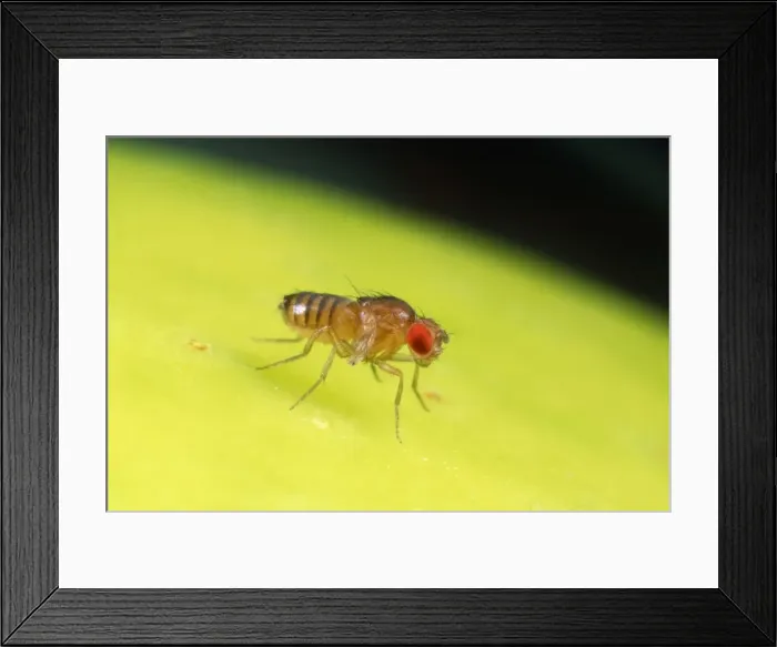 Framed Print : Fruit Fly - Red eyes - vestigal wings
Framed Print : Fruit Fly - Red eyes - vestigal wings