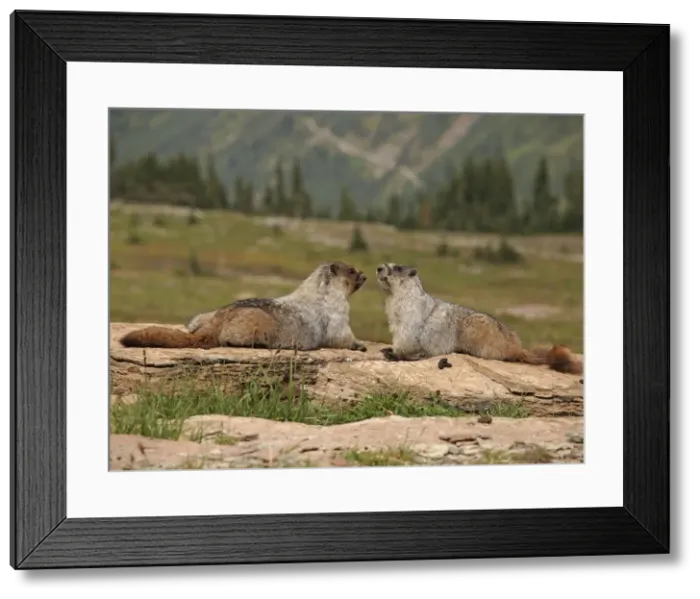 Framed Print : Hoary Marmot - Glacier National Park - USA Framed Print : Hoary Marmot - Glacier National Park - USA