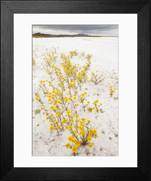 Framed Print : Masses of Coulter's goldfields - Soda Lake / Alkali Lake in Carrizo Plain National Monument, California Framed Print : Masses of Coulter's goldfields - Soda Lake / Alkali Lake in Carrizo Plain National Monument, California