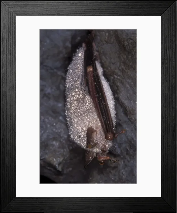 Framed Print : Mouse-eared Bat - with dew - hibernation at cave - the Ardennes - Belgium Framed Print : Mouse-eared Bat - with dew - hibernation at cave - the Ardennes - Belgium
