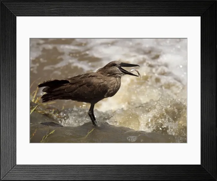 Framed Print : Hammerkop / Hammerkopf / Hammerhead / Hammerhead Stork / Umbrette / Umber Bird / Tufted Umber / Anvilhead - standing in water catching fish - Tanzania Framed Print : Hammerkop / Hammerkopf / Hammerhead / Hammerhead Stork / Umbrette / Umber Bird / Tufted Umber / Anvilhead - standing in water catching fish - Tanzania