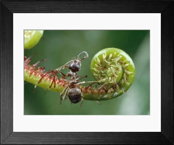 Framed Print : Black Garden Ant - caught in sundew - UK Framed Print : Black Garden Ant - caught in sundew - UK