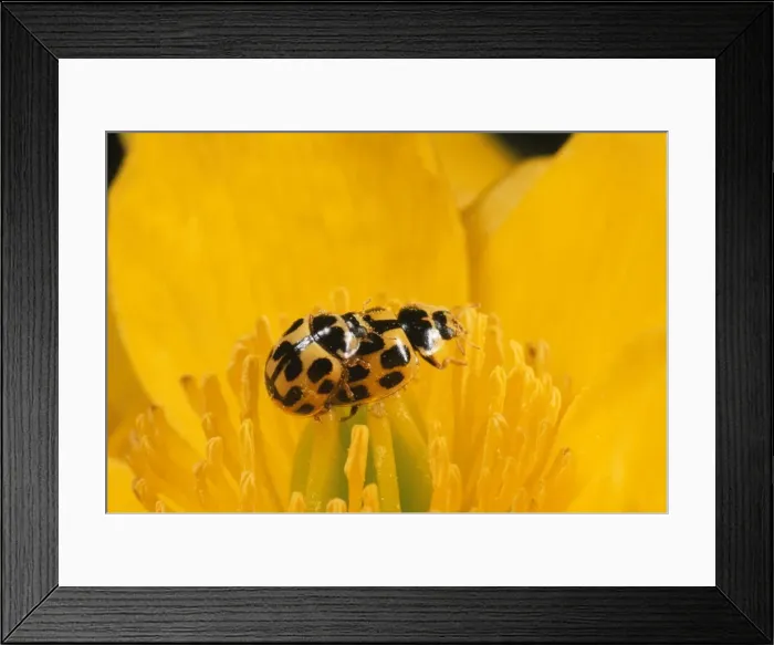 Framed Print : 14-spot Ladybird - mating pair - UK also know as Propylea quatuordecimpunctata Framed Print : 14-spot Ladybird - mating pair - UK also know as Propylea quatuordecimpunctata