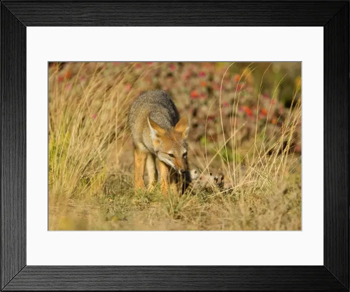 Framed Print : Patagonian Fox / Argentine Gray Fox / Argentine Grey Fox / South American Gray Fox / South American Grey Fox / Chilla - young fox strolling through the pampa searching for something edible - Reserva Faunistica Peninsula Valdes - UNESCO World Framed Print : Patagonian Fox / Argentine Gray Fox / Argentine Grey Fox / South American Gray Fox / South American Grey Fox / Chilla - young fox strolling through the pampa searching for something edible - Reserva Faunistica Peninsula Valdes - UNESCO World