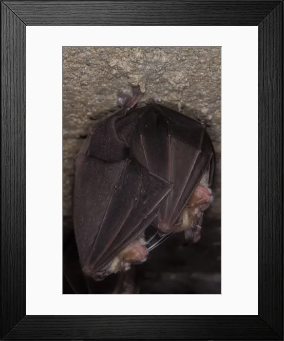 Framed Print : Greater Horseshoe Bat - hibernation at cave - Argonne - France Framed Print : Greater Horseshoe Bat - hibernation at cave - Argonne - France