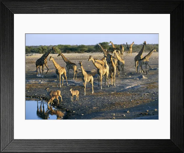 Framed Print : Giraffe - and Greater Kudu (Tragelaphus strepciceros) - Etosha National Park Framed Print : Giraffe - and Greater Kudu (Tragelaphus strepciceros) - Etosha National Park