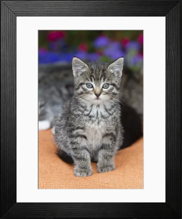 Framed Print : Cat - sitting on sack - outdoors - Lower Saxony - Germany Framed Print : Cat - sitting on sack - outdoors - Lower Saxony - Germany