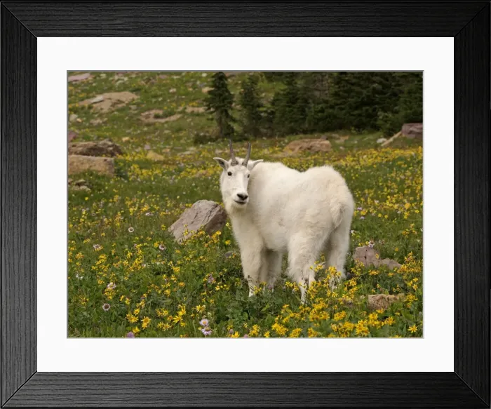 Framed Print : Mountain Goat - Glacier National Park - USA Framed Print : Mountain Goat - Glacier National Park - USA