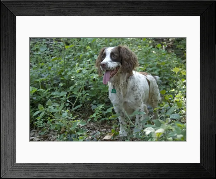 Framed Print : Dog - Springer Spaniel in woodland undergrowth Framed Print : Dog - Springer Spaniel in woodland undergrowth