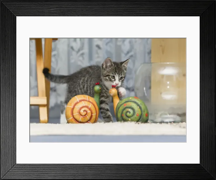 Framed Print : Cat - kitten playing with ornaments in living room - Lower Saxony - Germany Framed Print : Cat - kitten playing with ornaments in living room - Lower Saxony - Germany