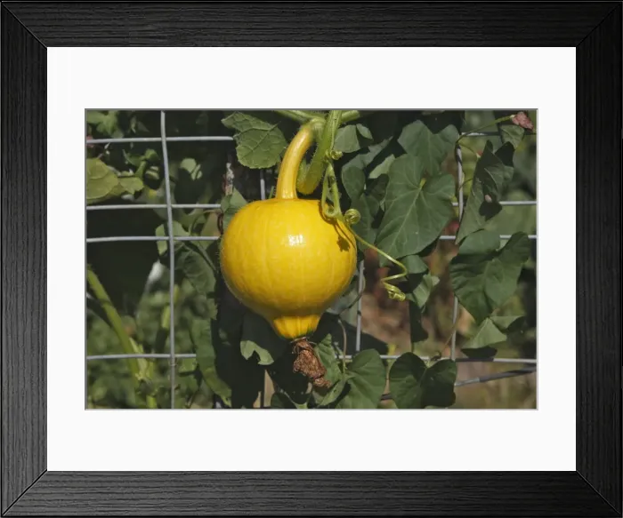 Framed Print : Cultivated Squash Framed Print : Cultivated Squash