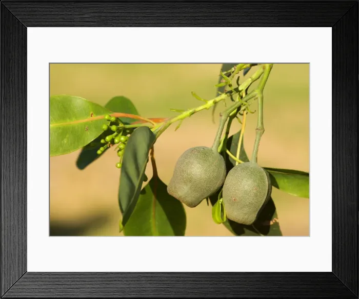 Framed Print : Eucalypt nuts - gumnuts - Victoria, Australia Framed Print : Eucalypt nuts - gumnuts - Victoria, Australia