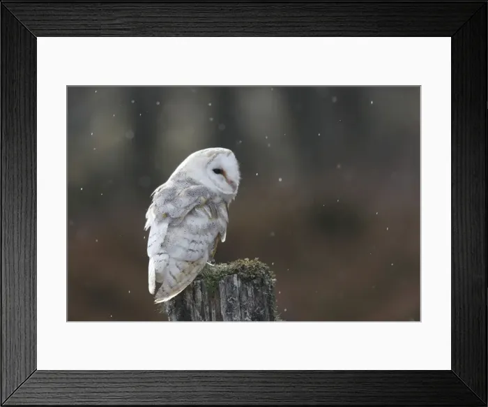 Framed Print : Barn Owl - on post Framed Print : Barn Owl - on post