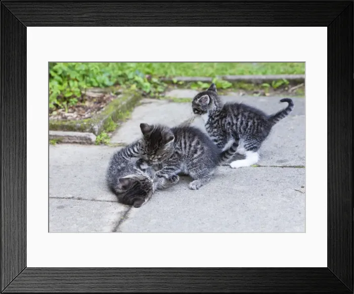 Framed Print : Cat - three kittens playing in garden - Lower Saxony - Germany