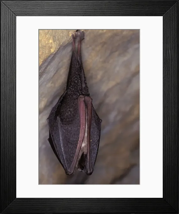 Framed Print : Lesser Horseshoe Bat - hibernation at cave - Argonne - France Framed Print : Lesser Horseshoe Bat - hibernation at cave - Argonne - France