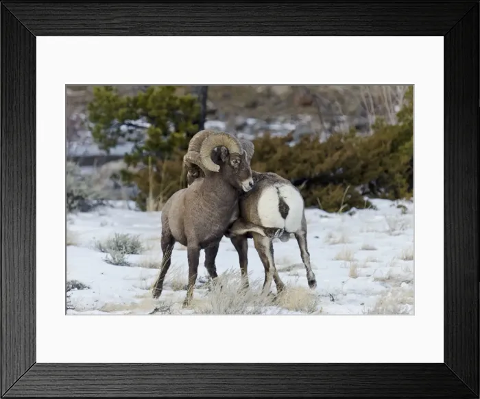 Framed Print : Rocky Mountain Bighorn Sheep - rams fighting / head butting during fall rut - in Autumn snow - Rocky Mountains - Wyoming - USA _E7C2662 Framed Print : Rocky Mountain Bighorn Sheep - rams fighting / head butting during fall rut - in Autumn snow - Rocky Mountains - Wyoming - USA _E7C2662