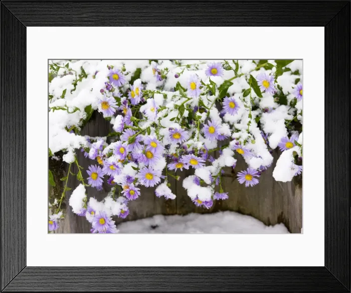 Framed Print : Michaelmas Daisies (probably Aster x versicolor) in flower, after autumn snowfall Framed Print : Michaelmas Daisies (probably Aster x versicolor) in flower, after autumn snowfall