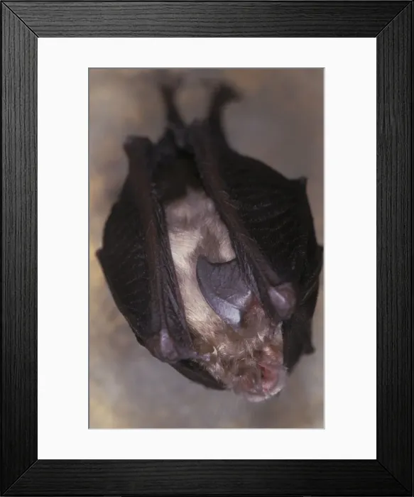 Framed Print : Lesser Horseshoe Bat - hibernation at cave - Argonne - France Framed Print : Lesser Horseshoe Bat - hibernation at cave - Argonne - France
