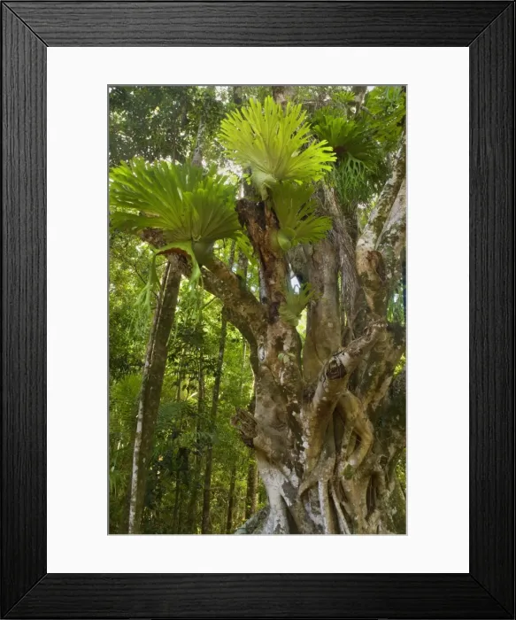 Framed Print : Staghorn Fern - gorgous specimen of staghorn fern grow on an ancient Weeping fig tree - Fraser Island World Heritage Area, Great Sandy National Park, Queensland, Australia Framed Print : Staghorn Fern - gorgous specimen of staghorn fern grow on an ancient Weeping fig tree - Fraser Island World Heritage Area, Great Sandy National Park, Queensland, Australia