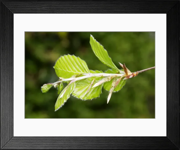 Framed Print : European Beech - close-up of leaves Alsace France