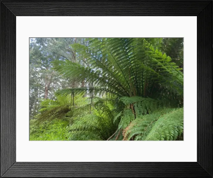 Framed Print : Wet Sclerophyll Forest - magnificent forest consisting of mainly Mountain Ash trees and impressive tree ferns and ground ferns as understory - Otways, Victoria, Australia Framed Print : Wet Sclerophyll Forest - magnificent forest consisting of mainly Mountain Ash trees and impressive tree ferns and ground ferns as understory - Otways, Victoria, Australia