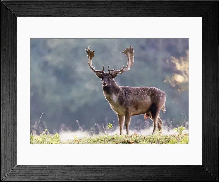 Framed Print : Fallow Deer - buck standing alert - early morning - during the rut - Seeland - Denmark Framed Print : Fallow Deer - buck standing alert - early morning - during the rut - Seeland - Denmark